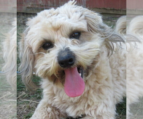 Medium Photo #1 ShihPoo Puppy For Sale in DONGOLA, IL, USA