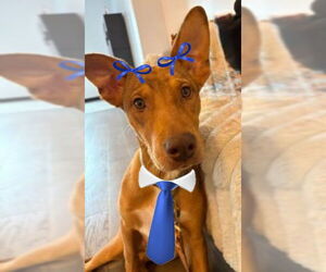 Borador Dogs for adoption in Mt. Laurel, NJ, USA