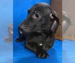 Small #1 Labrador Retriever Mix