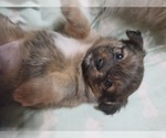 Small #9 Maltipom