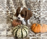 Small #3 Cavalier King Charles Spaniel