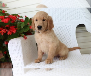 Golden Retriever Puppy for sale in SHILOH, OH, USA