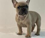 Small Photo #4 French Bulldog Puppy For Sale in SUISUN CITY, CA, USA