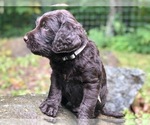 Small Photo #4 Labradoodle Puppy For Sale in SAGINAW, MN, USA
