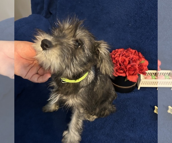 Medium Photo #33 Schnauzer (Miniature) Puppy For Sale in BRIDGETON, NJ, USA