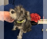 Small #32 Schnauzer (Miniature)