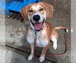 Small English Foxhound Mix