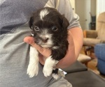 Puppy Lilly Havanese