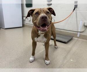 American Staffordshire Terrier-Unknown Mix Dogs for adoption in Grand Prairie, TX, USA