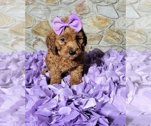Goldendoodle Puppy for sale in KISSIMMEE, FL, USA