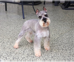 Small Photo #1 Schnauzer (Miniature) Puppy For Sale in SYRACUSE, IN, USA