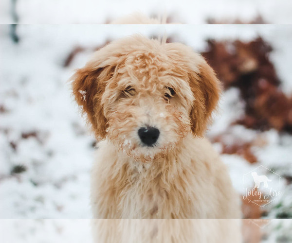 Medium Photo #9 Goldendoodle Puppy For Sale in CARLOCK, IL, USA