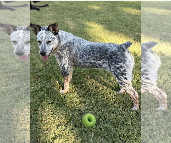 Medium Photo #5 Mutt Puppy For Sale in Euless, TX, USA