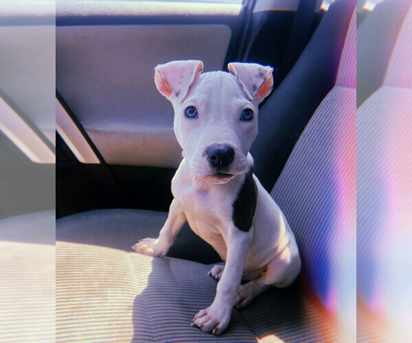 Medium Photo #2 American Pit Bull Terrier-Unknown Mix Puppy For Sale in Lakewood, CO, USA