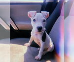 Small #1 American Pit Bull Terrier Mix