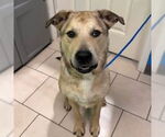 Small #18 Anatolian Shepherd Mix