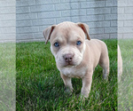 Puppy Remmi American Bully