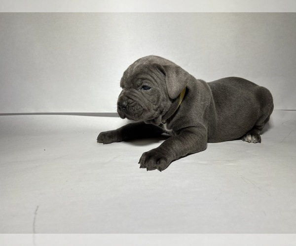 Medium Photo #5 Cane Corso Puppy For Sale in NARVON, PA, USA