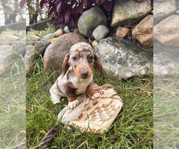 Medium Photo #4 Dachshund Puppy For Sale in MIDDLEBURY, IN, USA