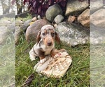Small #3 Dachshund