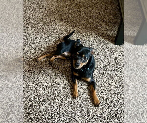 Medium Photo #3 Chipin Puppy For Sale in Mooresville, NC, USA