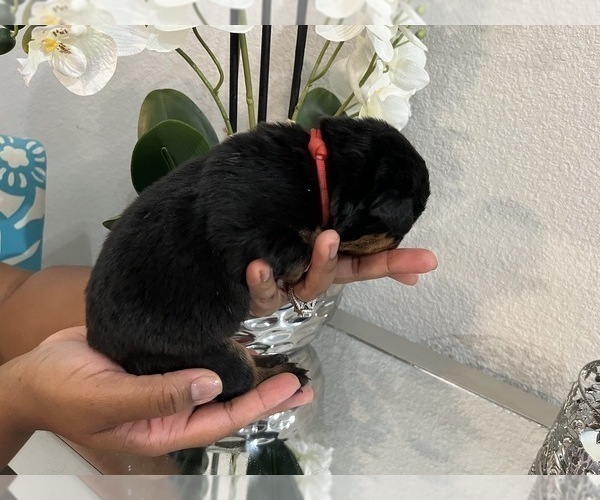 Medium Photo #3 Rottweiler Puppy For Sale in FORT WORTH, TX, USA