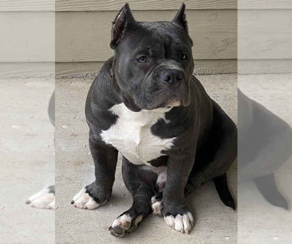 Medium Photo #1 American Bully Puppy For Sale in ATL, GA, USA