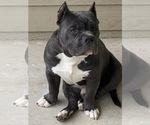 Small Photo #1 American Bully Puppy For Sale in ATL, GA, USA