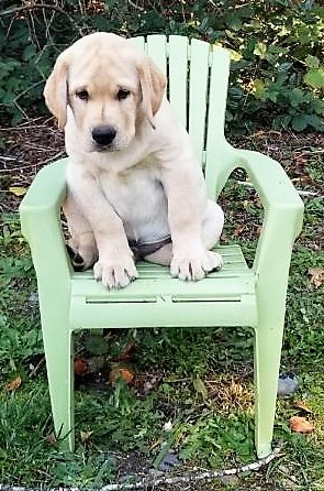 Medium Photo #8 Labrador Retriever Puppy For Sale in LACEY, WA, USA