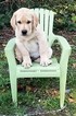 Small Photo #8 Labrador Retriever Puppy For Sale in LACEY, WA, USA
