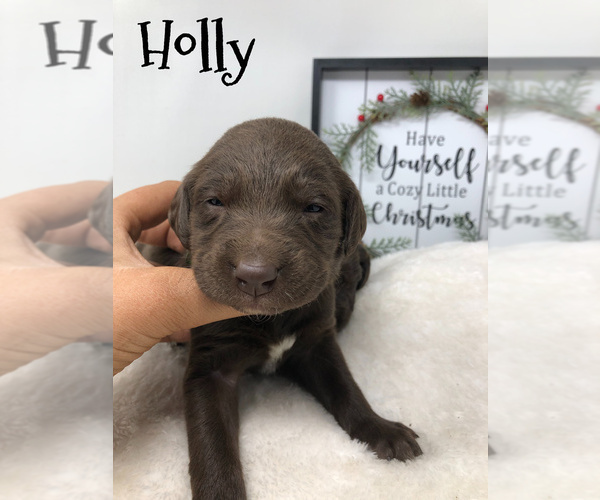 Medium Photo #6 Labradoodle Puppy For Sale in KENLY, NC, USA