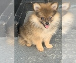 Small Photo #7 Pomeranian Puppy For Sale in GOSHEN, NY, USA