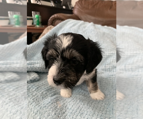 Medium Photo #5 Havanese Puppy For Sale in FREDERICK, MD, USA