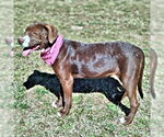Small #3 Chocolate Labrador retriever Mix