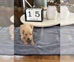 Small #2 Goldendoodle (Miniature)