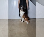 Small #2 Saint Bernard