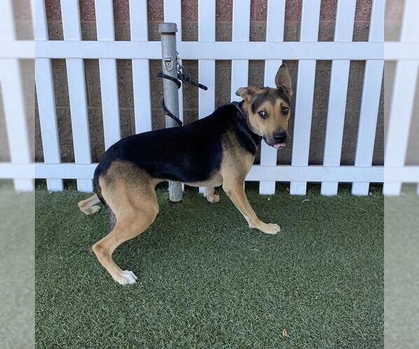 Medium Photo #1 German Shepherd Dog-Unknown Mix Puppy For Sale in Modesto, CA, USA