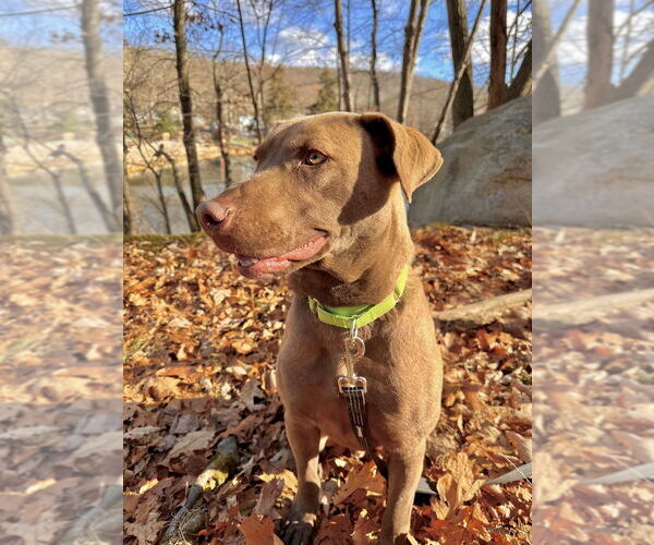 Medium Photo #8 Chesapeake Bay Retriever-Unknown Mix Puppy For Sale in Brewster, NY, USA