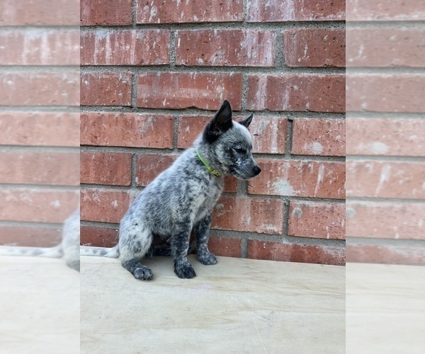 Medium Photo #12 Texas Heeler Puppy For Sale in SIMI VALLEY, CA, USA