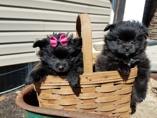 Pomeranian Puppy for sale in OTTAWA, OH, USA