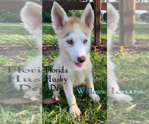 Siberian Husky Puppy for sale in NEW PORT RICHEY, FL, USA