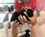 Small Photo #36 Cane Corso Puppy For Sale in REEVESVILLE, SC, USA