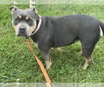 Small #1 American Pit Bull Terrier Mix
