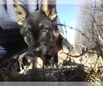 Small Photo #2 German Shepherd Dog Puppy For Sale in CLOVERDALE, IN, USA