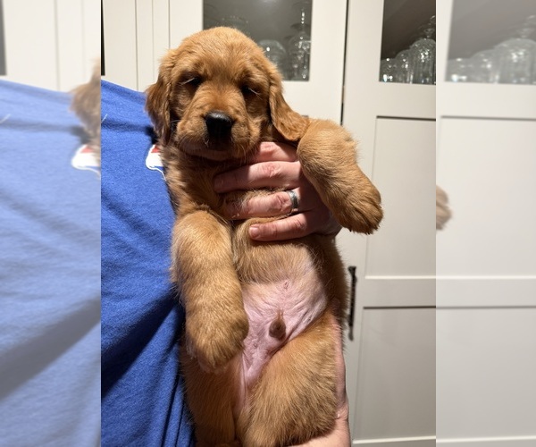 Medium Photo #1 Double Doodle Puppy For Sale in BUFFALO, NY, USA