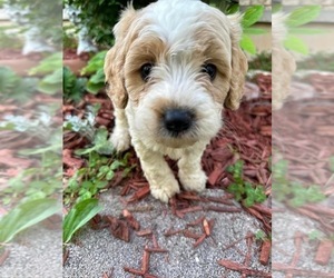 Cavapoo Puppy for sale in NIANGUA, MO, USA