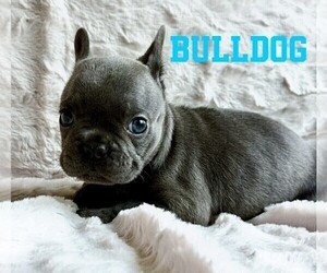 Medium French Bulldog