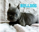 Puppy Bulldog French Bulldog