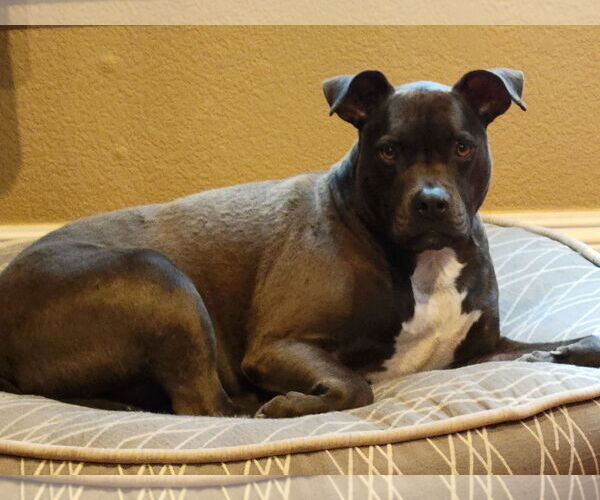 Medium Photo #3 American Pit Bull Terrier-Unknown Mix Puppy For Sale in Berkeley, CA, USA