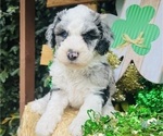 Puppy Joy Sheepadoodle